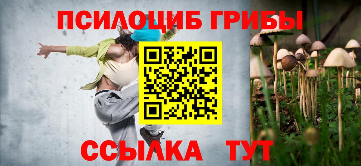 Грозный  Галлюциногенные грибы Psilocybine cubensis  Вход с VPN 